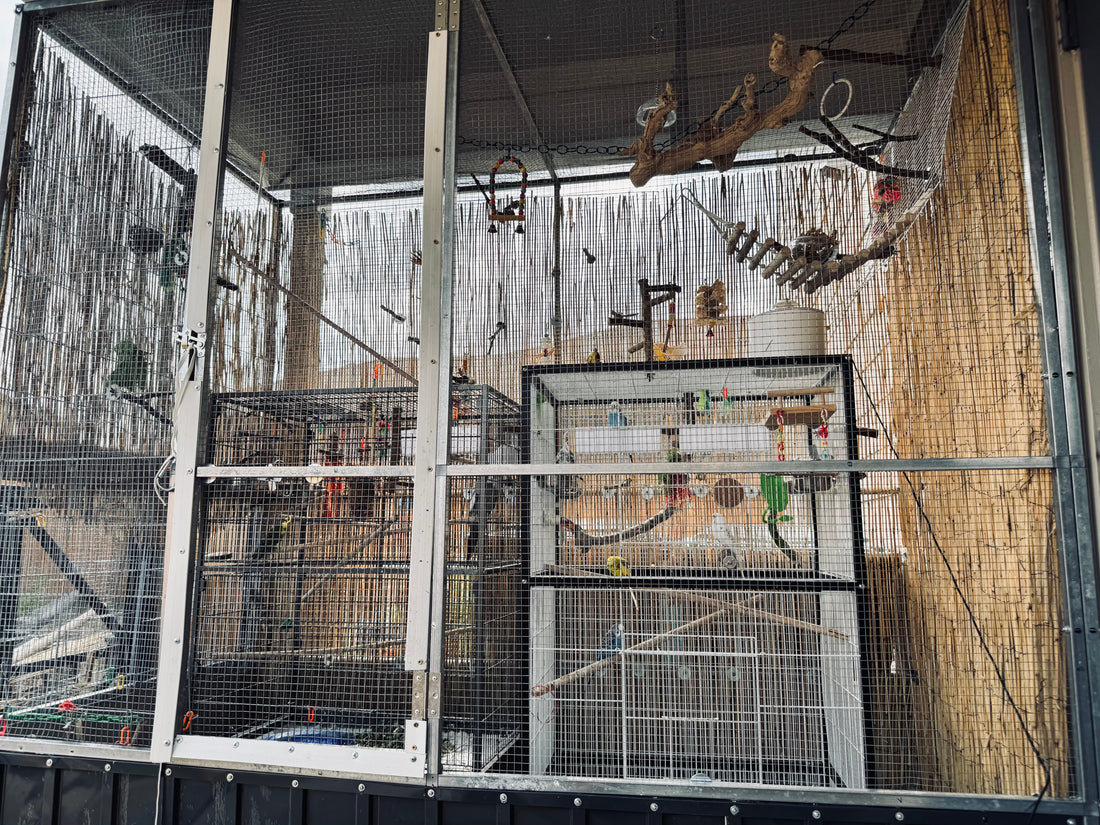 The Great Aviary Ordeal: Storms, Egg Emergencies, and Bird Bribes