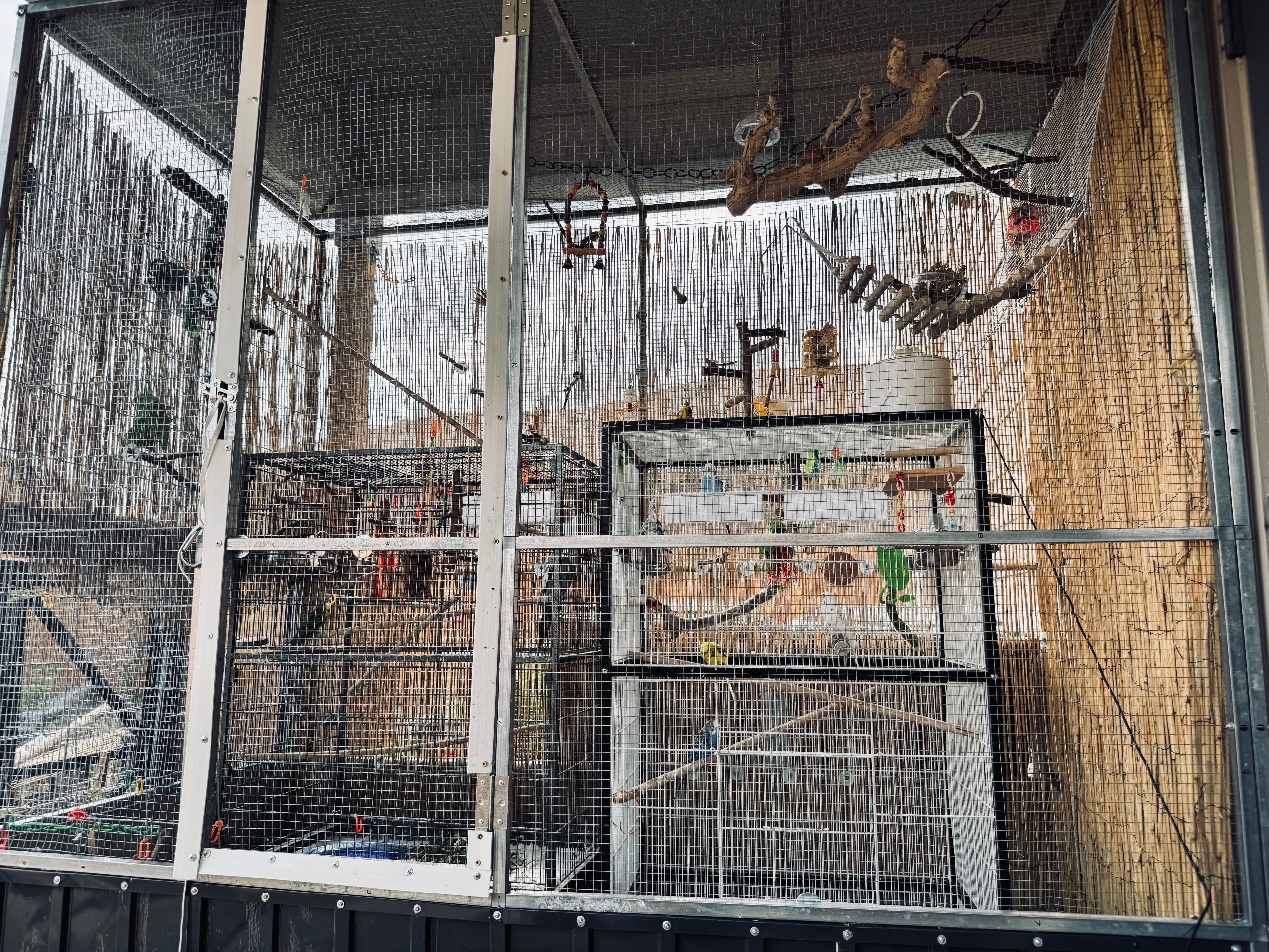 The Great Aviary Ordeal: Storms, Egg Emergencies, and Bird Bribes