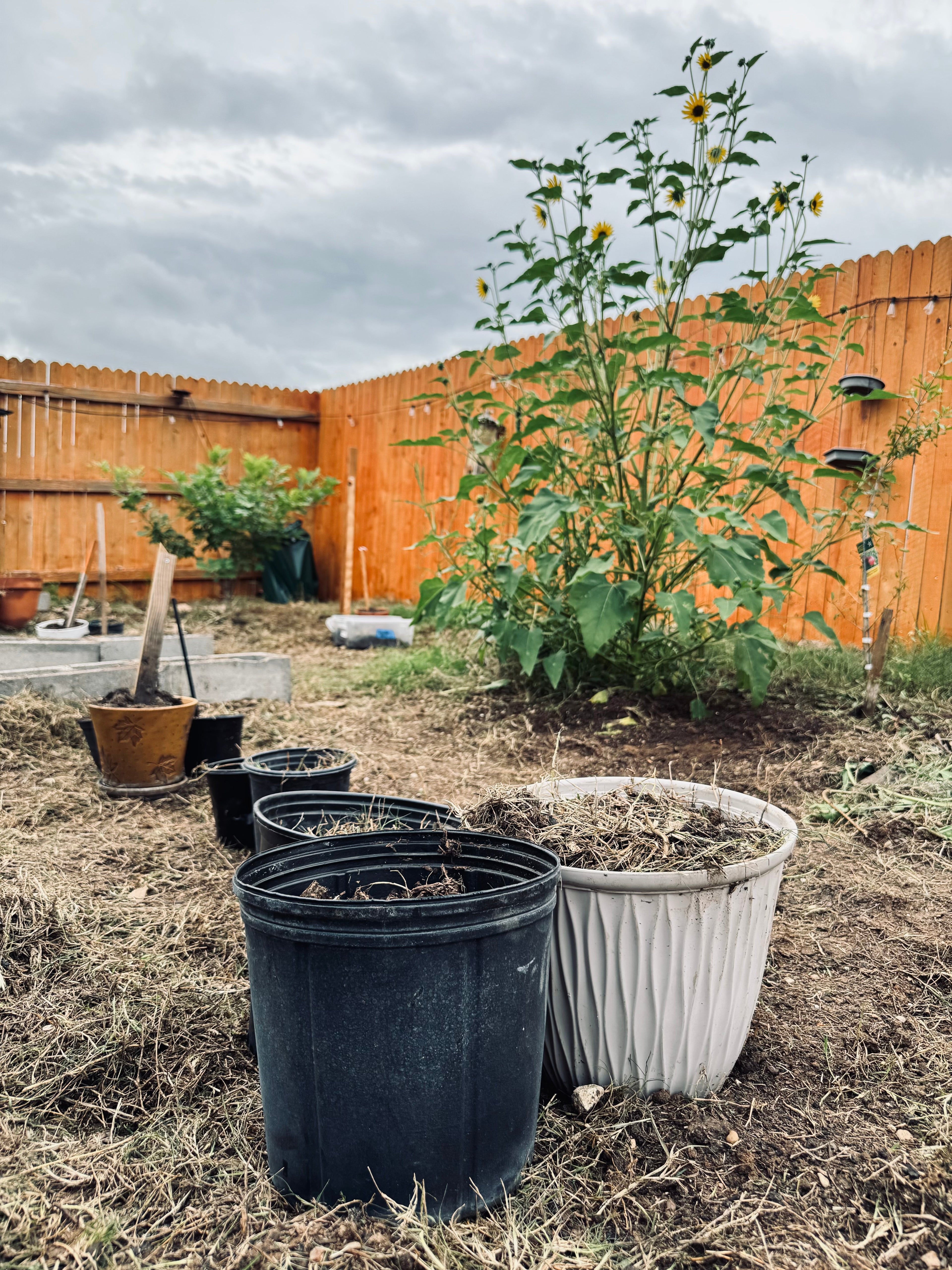 Starting Late, Growing Anyway