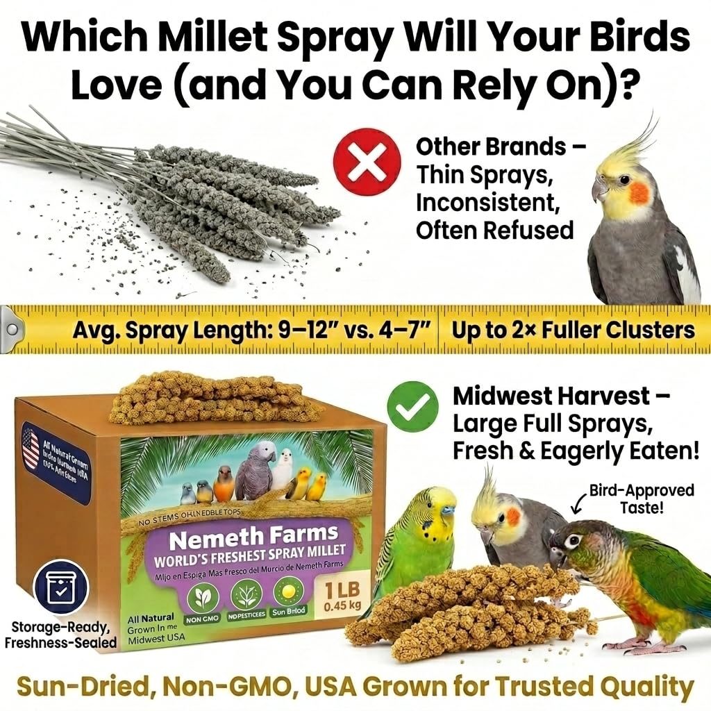 Nemeth Farms Spray Millet - Edible Tops Only, Non-GMO, Sun-Dried Natural Treat - Premium Millet Sprays for Parakeets, Budgies, Cockatiels, Lovebirds, Finches & Parrots