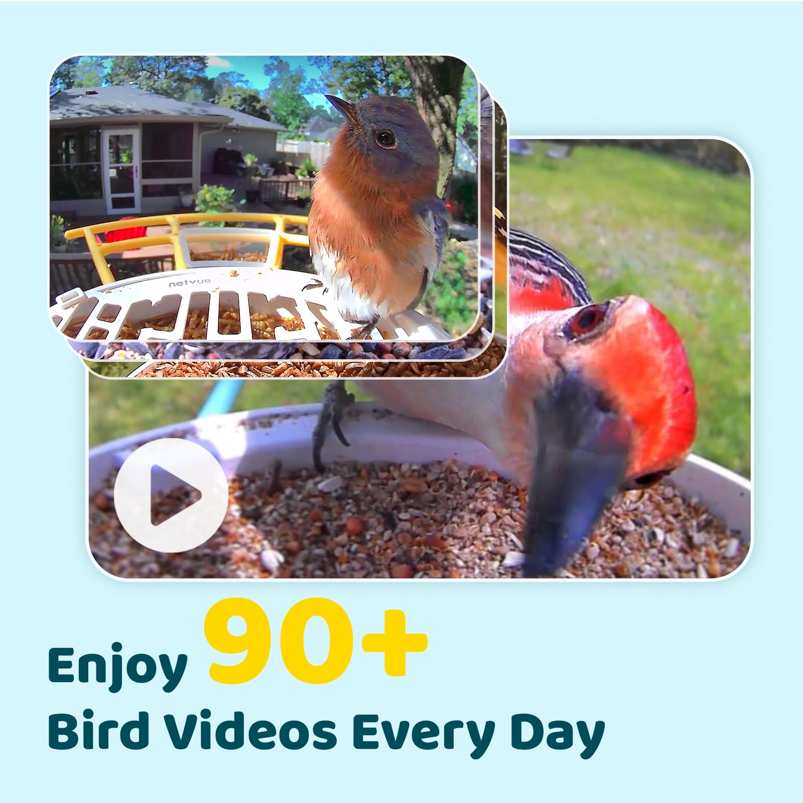 NETVUE by Birdfy Smart Bird Feeder with AI Camera, Auto Capture Videos & Live Steam, Wireless Wildbird Watching, Outdoor Backyard Birder(AI by Subscription)
